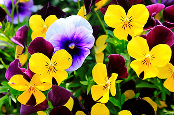 Colorful pansies, colorful, summer, pansies, garden, flowers, beautiful, spring, park HD wallpaper
