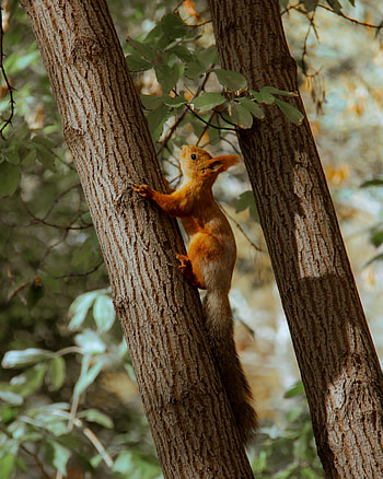 Animals, Squirrel, Wood, Tree, Brown, Animal HD phone wallpaper