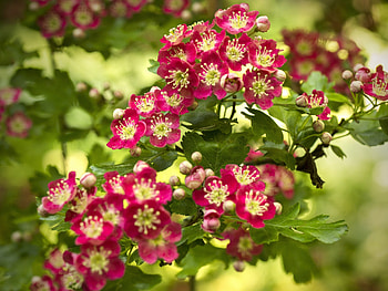 Mayflower, Hawthorn Tree HD wallpaper