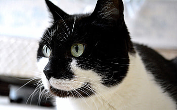 Animals, Cat, Muzzle, Spotted, Spotty, Sight, Opinion HD wallpaper