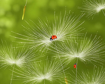 Ladybugs, dandelion, water drops, paintings, grass, spring, love four seasons, green, nature, flowers HD wallpaper