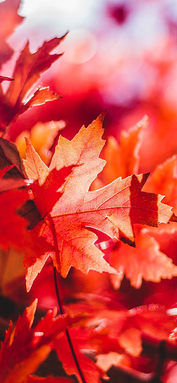 Maple leaves, Falling foliage, Natural beauty, Colourful tapestry HD phone wallpaper