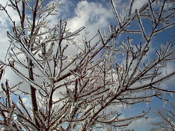 iced tree, winter, blue, frozen, cold, clouds, sky, ice, tree HD wallpaper
