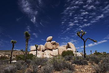 Joshua Tree National Park, A Mad Trip, Adventure awaits, Nature's wonder HD wallpaper