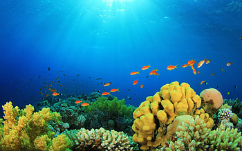 Coral reef , backgrounds HD wallpaper