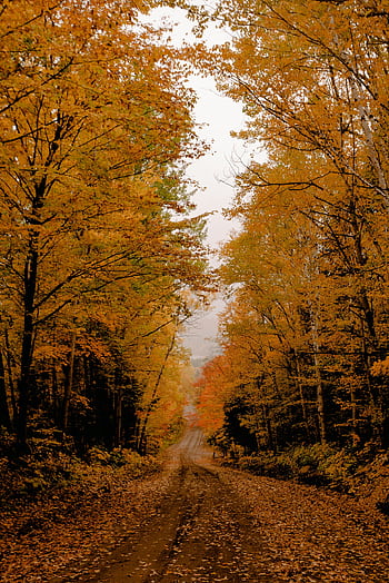 A scenic rural path surrounded by vibrant autumn foliage in a serene forest setting. HD phone wallpaper
