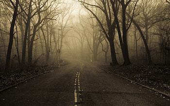 Mist, landscapes, autumn, road, nature, spooky, forest HD wallpaper