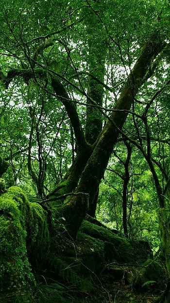 Jungle beauty, Nature's magnificence, Enthralling scenery, Captivating visuals HD phone wallpaper