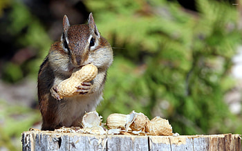 Chipmunk, Nut-lover, , Nature's marvel HD wallpaper