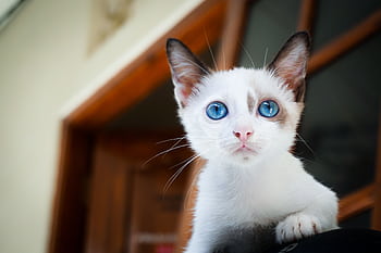 Adorable white kitten with striking blue eyes perched in a cozy indoor space. HD wallpaper
