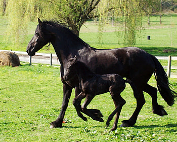 love my mom, i lovehorses, horses, horse HD wallpaper