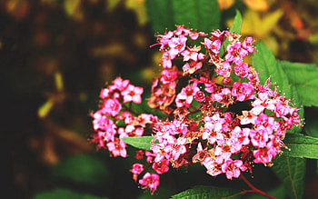 Flowers, Leaves, Macro, Petals, Branch, Greens HD wallpaper