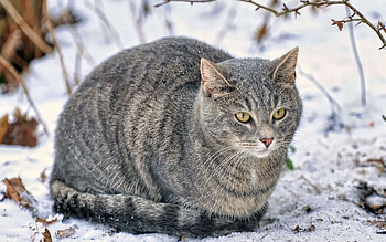 Animals, Snow, Cat, Fluffy, Thick, Fat HD wallpaper
