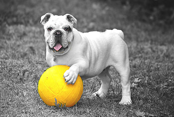 Animals, Dog, Ball, Playful, Bulldog HD wallpaper