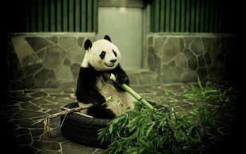 Animals, Pandas HD wallpaper