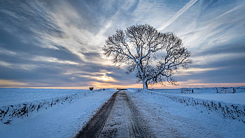 Winter, sky, nature, tree HD wallpaper