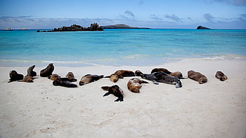 Galapagos Islands, Top backgrounds HD wallpaper