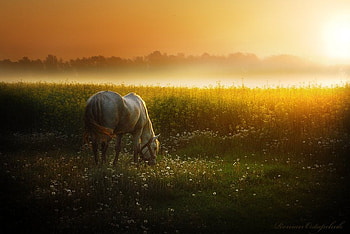 Horse at sunset, animal, horse, field, run, sunset HD wallpaper