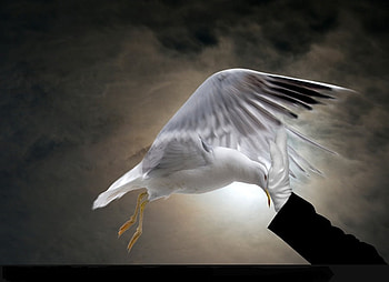 Dreams Killer, flight, gloves, swallow, hand HD wallpaper