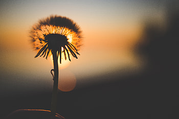 Dandelion Flower Behind Sun, dandelion, flowers, nature, sun, silhouette HD wallpaper