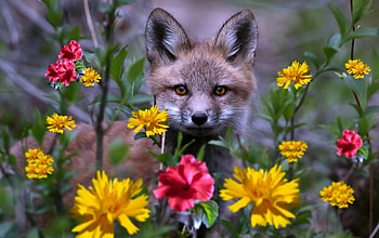 Fox Peeking Through Some Flowers, Animals, Flowers, Fox, Eyes HD wallpaper