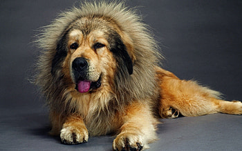 Animals, Fluffy, Dog, Muzzle, Wool HD wallpaper