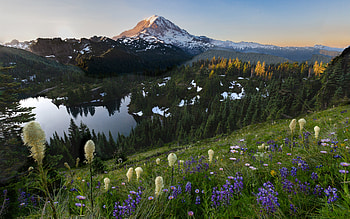Mount Rainier, rainier, flowers, lake, mountain HD wallpaper