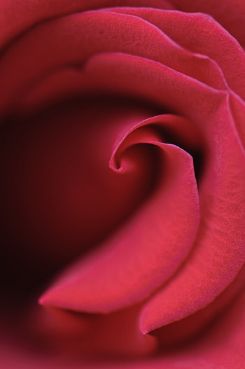 Macro, Rose Flower, Rose, Petals, Bud HD phone wallpaper