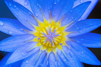 Close-up of a vibrant blue water lily with dewdrops on petals, showcasing nature's fresh beauty. HD wallpaper