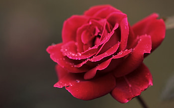 Drops, Flower, Macro, Rose Flower, Rose, Petals HD wallpaper