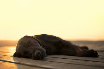 Animals, Dog, Muzzle, Sleep, Dream HD wallpaper