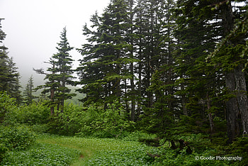 Nature, Trees, Pine, Bush, Forest HD wallpaper