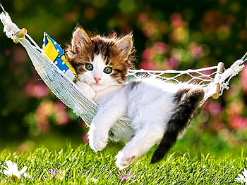 Kitty cat, Cat HD wallpaper
