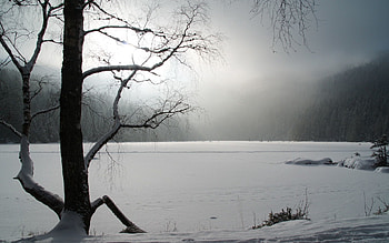 Winter, Nature, Snow, Lake, Wood, Tree, Frozen HD wallpaper