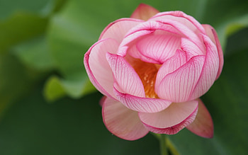 Lotus, summer, pink, flower, green, nature, vara HD wallpaper