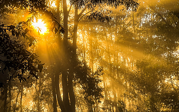 Sunrays in the Forest, trees, nature, forest, sunrays HD wallpaper