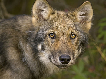 Young Timber Wolf Denali National Park Alaska, for a friend, a friend HD wallpaper