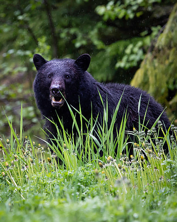 Animals, Grass, Bear, Predator, Black Bear HD phone wallpaper