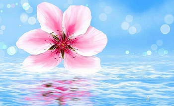 Floating Flower, love four seasons, summer, flower, nature, paintings, floating, spring, water HD wallpaper