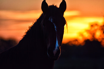 Sunset, Dark, Silhouette, Ears, Mane, Horse HD wallpaper
