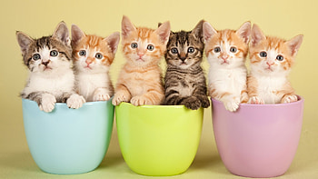 Kittens, animal, pussy, kitty, Cat, purr HD wallpaper