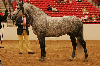 Grey Dappled Andalusian, spain, grey horse, horses, spanish stallion, animals, andalusian stallion HD wallpaper