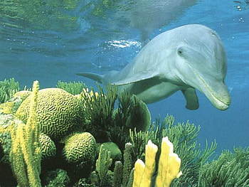 Dolphin , dolphins, animals HD wallpaper