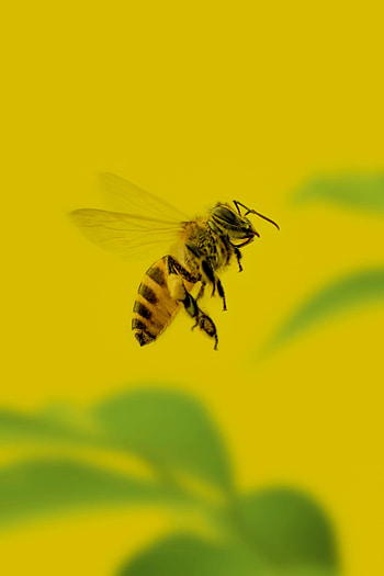 Macro, Insect, Bee HD phone wallpaper