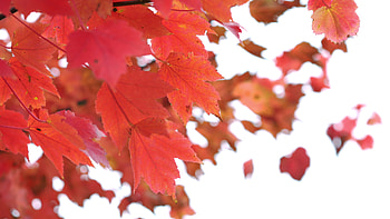 Red autumn leaves, Gentle breeze, Maple leaf, Stock video HD wallpaper