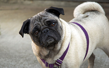 Animals, Muzzle, Collar, Pug, Curious, Inquisitive HD wallpaper