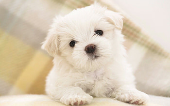 Teacup, Puppies HD wallpaper