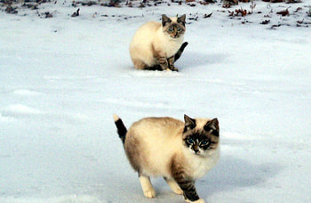Cats in the Snow, Animals, Winter, Cats, Snow HD wallpaper