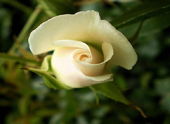 white yellow rose, delecate, plants, soft, fresh, nice, rose, pretty, blossoms, bud, nature, flowers, blooms HD wallpaper