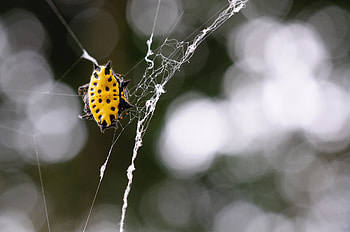 Web, Macro, Close-Up, Insect, Spider HD wallpaper